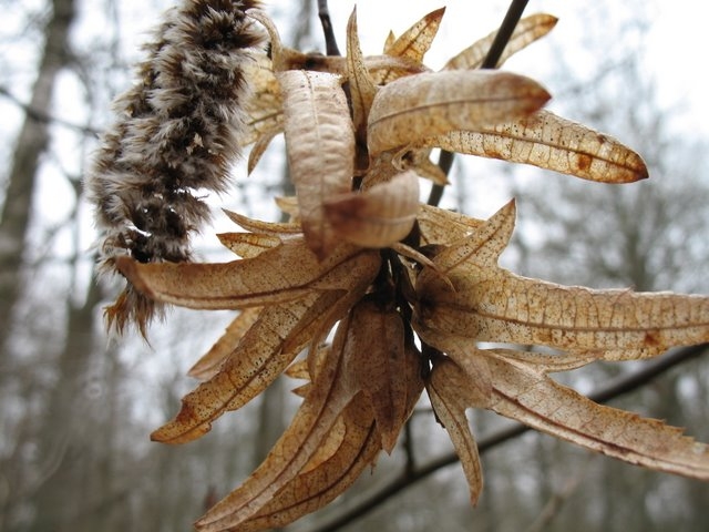 Reste de grappe de fruits du charme